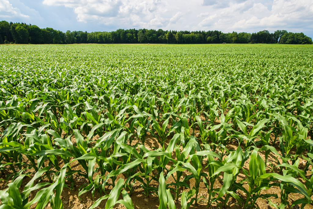 Plantação de milho Um guia completo para agricultores Blog da Connectere