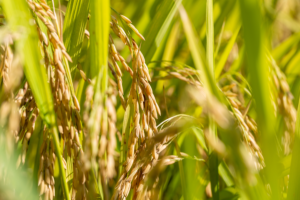 Plantação de Arroz
