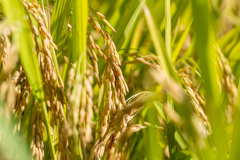 Plantação de Arroz