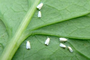 Mosca Branca