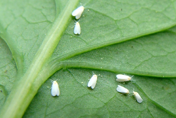 Mosca Branca