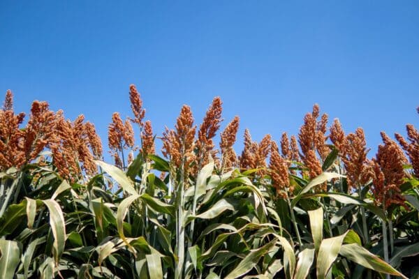 sorgo