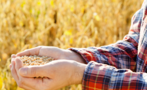 commodities agrícolas