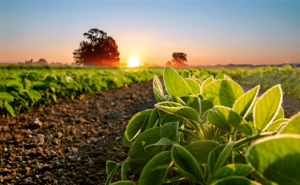 o que é agricultura