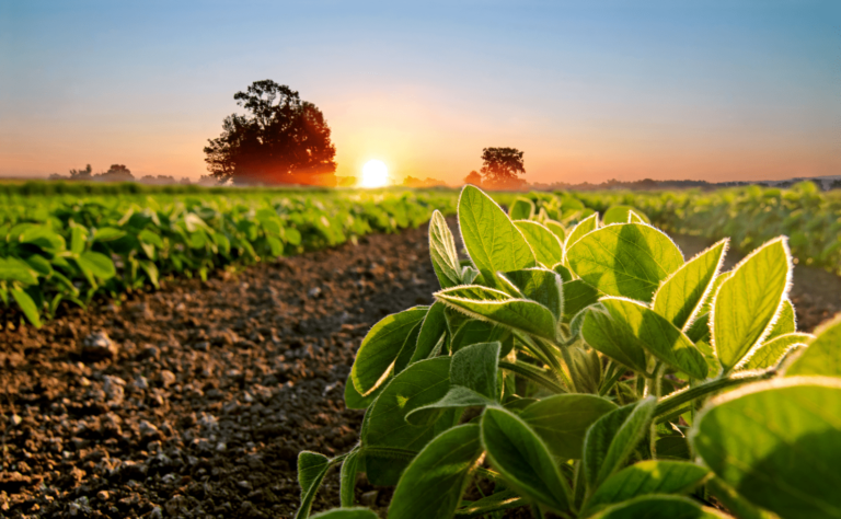 o que é agricultura