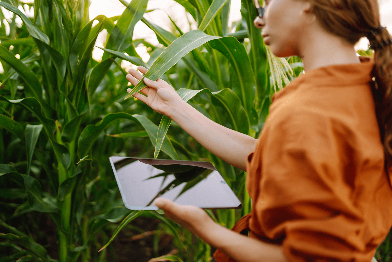 Cotação agrícola