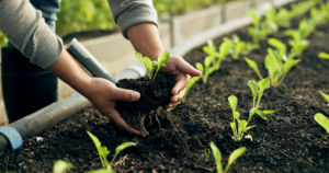 fertilizantes