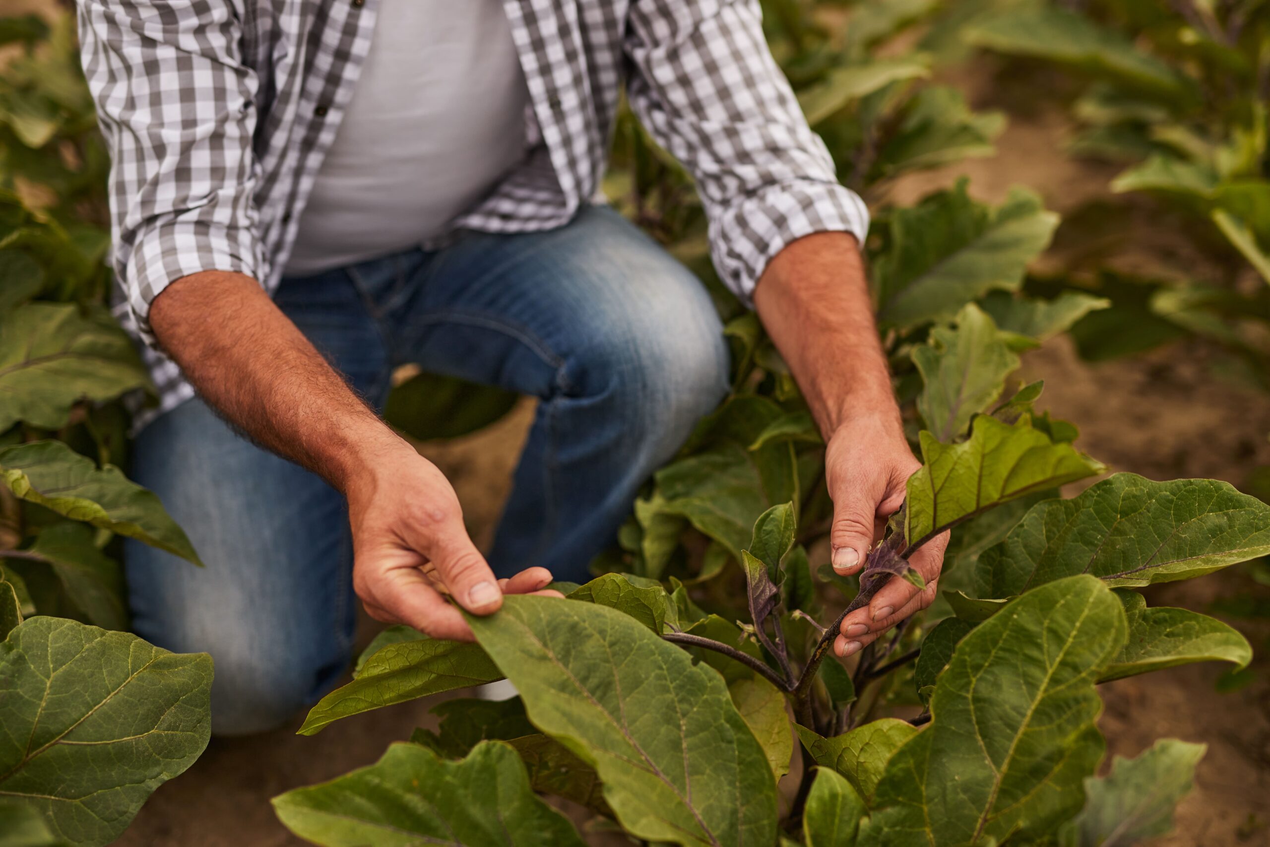 Compras de insumos agrícolas: Dicas para uma compra eficiente – Blog da ...