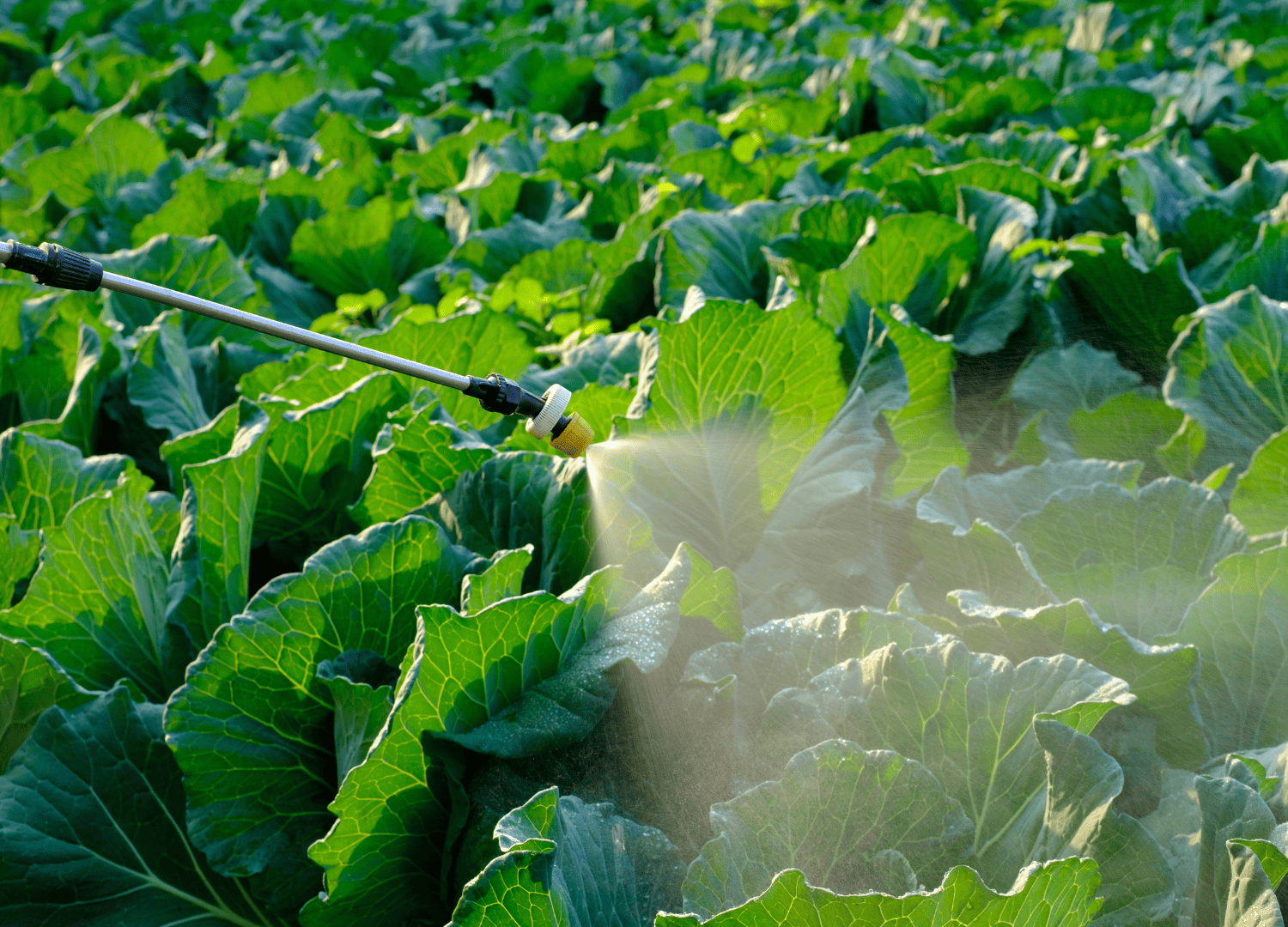 Glicina betaína na agricultura