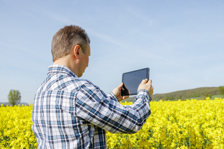 A male farmer stands in a rapeseed field with a digital tablet in his hands. The agronomist checks the condition of the crop. Modern technologies in agriculture
