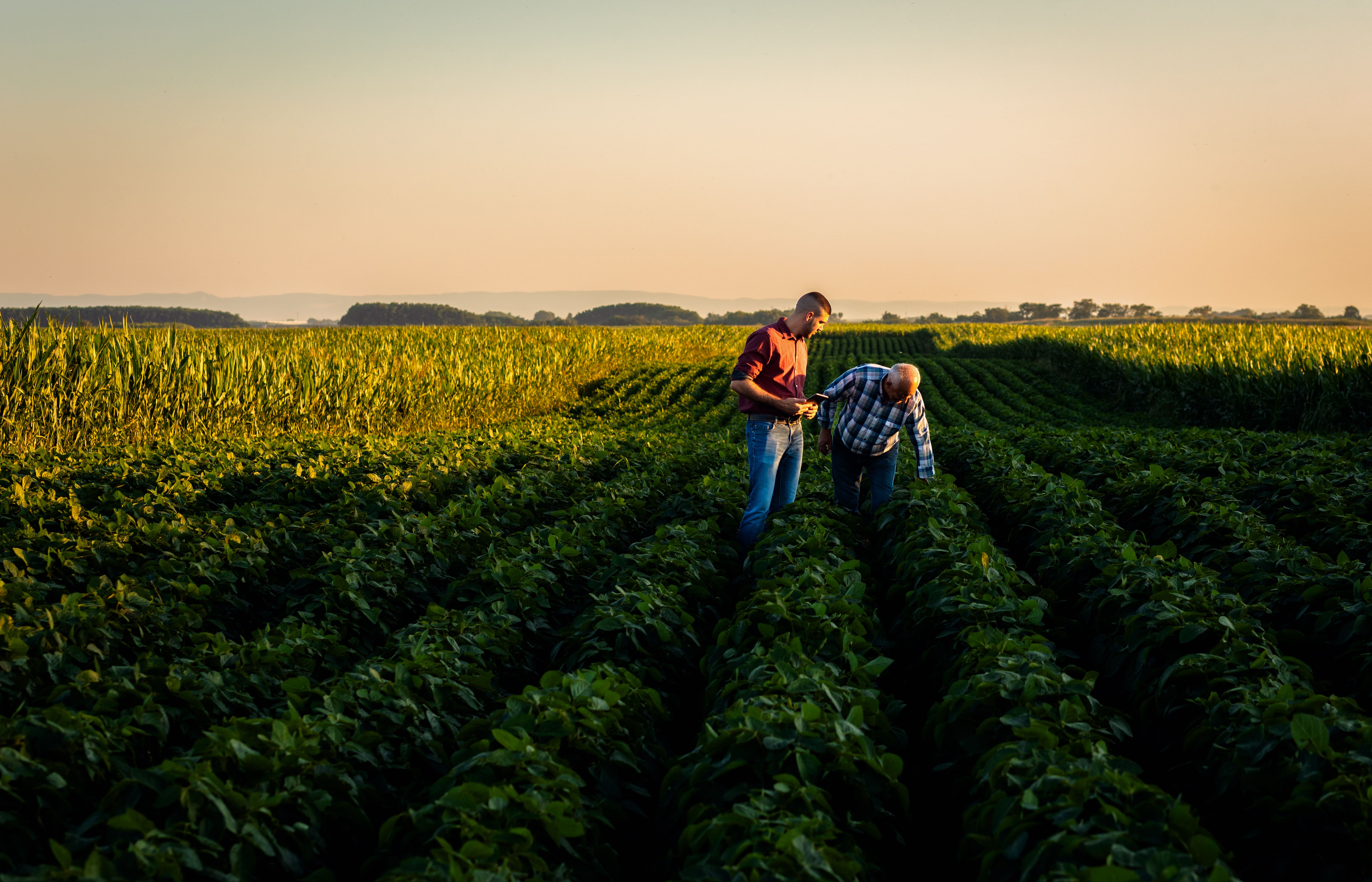 administração agrícola